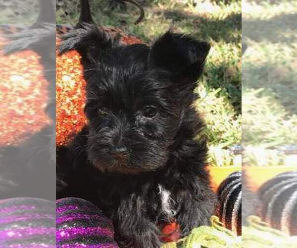 Medium Photo #1  Breeder Profile in BRYAN, TX, USA