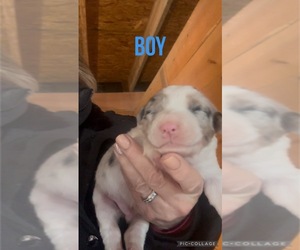 Miniature Australian Shepherd Dog Breeder near OWINGSVILLE, KY, USA