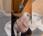 Small breeder photo