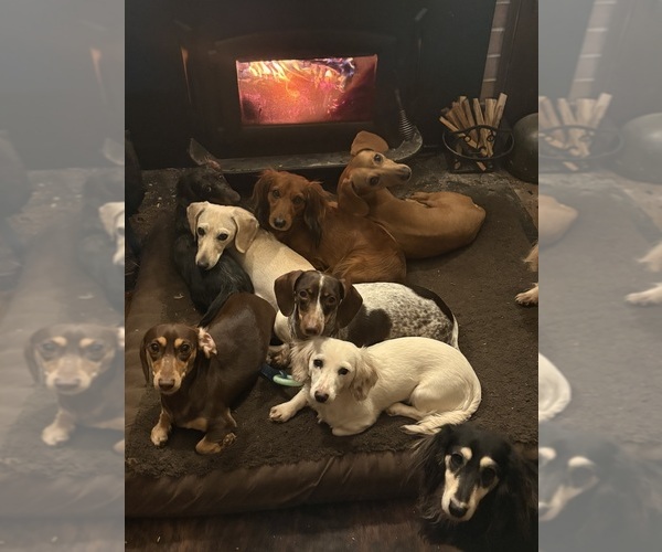 Medium Photo #1  Breeder Profile in CHARLOTTESVILLE, VA, USA