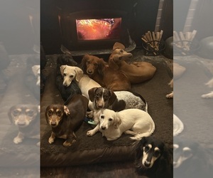 Dachshund Dog Breeder near CHARLOTTESVILLE, VA, USA