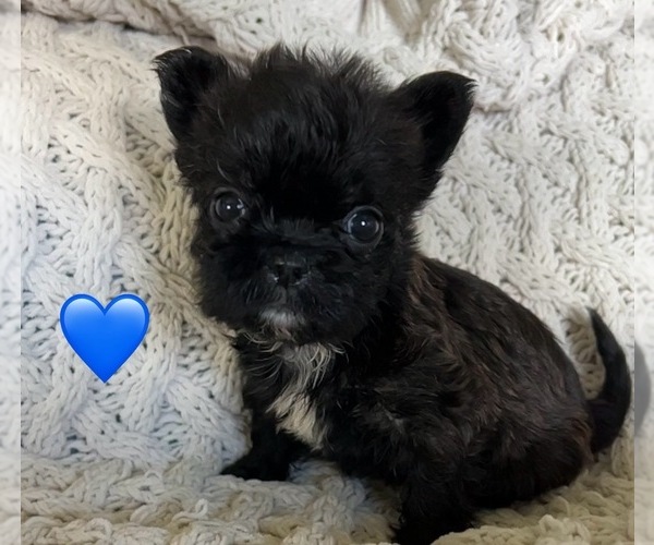 Medium Photo #1  Breeder Profile in DENTON, MD, USA