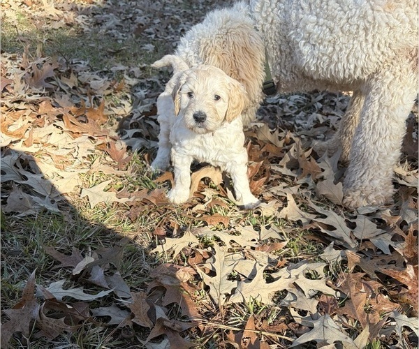 Medium Photo #4  Breeder Profile in FAYETTEVILLE, GA, USA