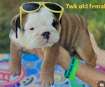 Small #1 Breeder Profile image