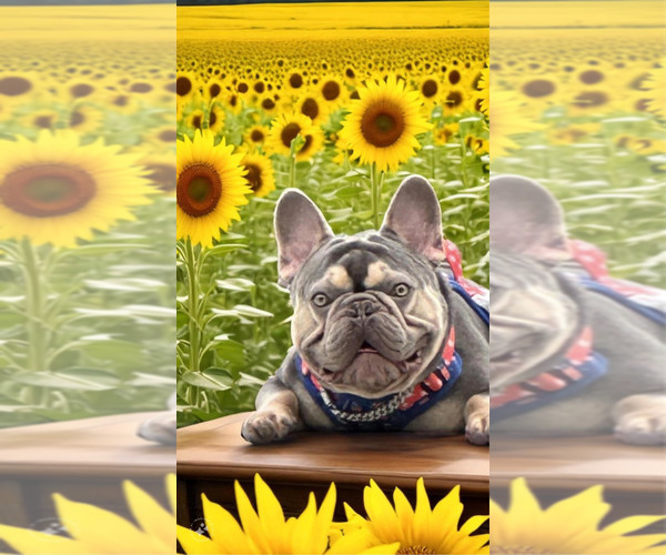 Medium Photo #12  Breeder Profile in CAPE CORAL, FL, USA