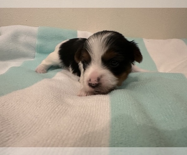 Medium Photo #9  Breeder Profile in MONROE, TN, USA