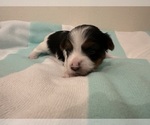 Small #8 Breeder Profile image