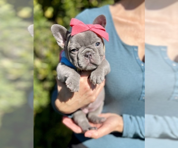 Medium Photo #1  Breeder Profile in MIAMI, FL, USA
