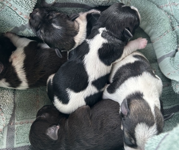 Medium Photo #1  Breeder Profile in WESTMINSTER, SC, USA