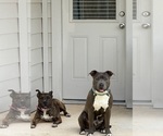 Small breeder photo