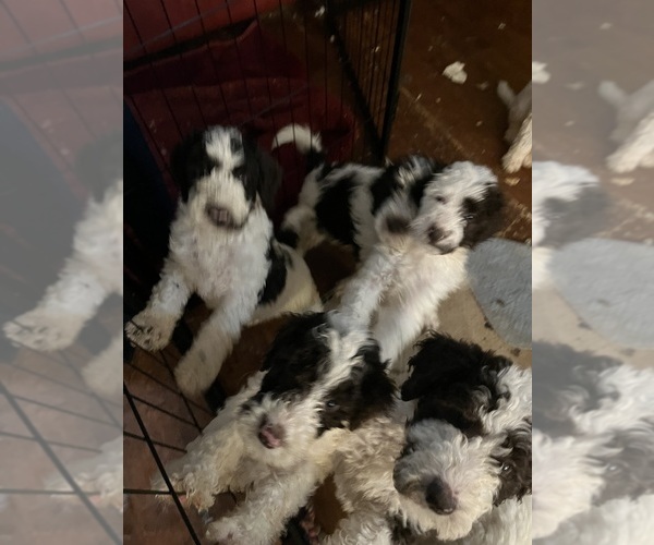 Medium Photo #2  Breeder Profile in AIKEN, SC, USA