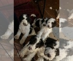 Small #1 Breeder Profile image