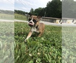 Small Photo #21  Breeder Profile in PARKERS LAKE, KY, USA