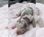 Small #26 Breeder Profile image