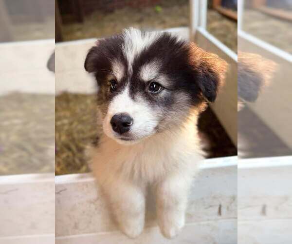 Medium Photo #11  Breeder Profile in HICKORY, NC, USA
