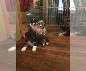 Main photo of Australian Shepherd Dog Breeder near ADDISON, NY, USA