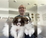 Small breeder photo