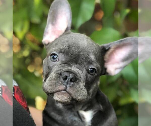 Medium Photo #1  Breeder Profile in PALO ALTO, CA, USA