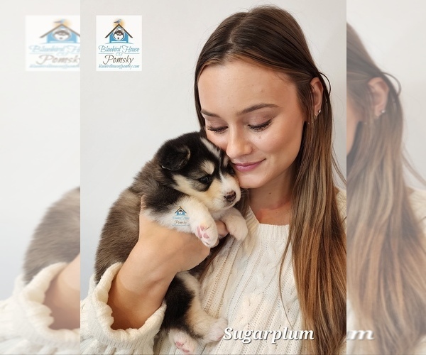 Medium Photo #69  Breeder Profile in BURNS TOWNSHIP, MN, USA