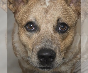 Australian Cattle Dog Dog Breeder near LAURINBURG, NC, USA