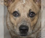 Small breeder photo