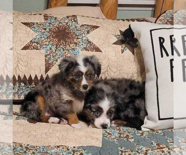 Medium Photo #5  Breeder Profile in GOLD HILL, OR, USA