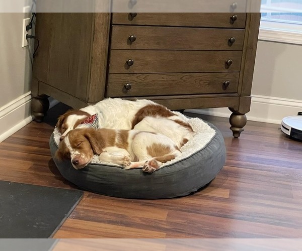 Medium Photo #102  Breeder Profile in HORTENSE, GA, USA