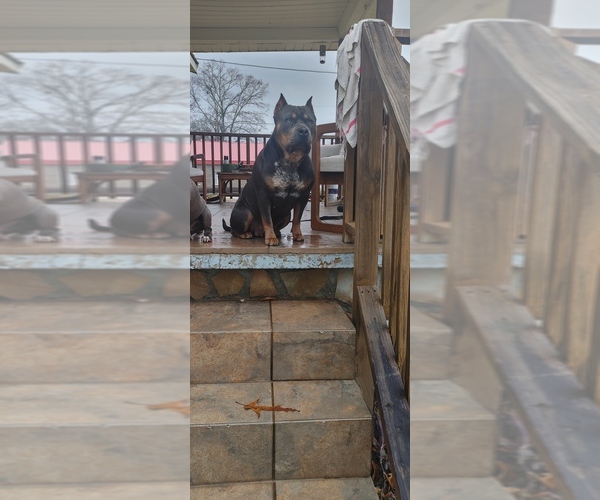 Medium Photo #4  Breeder Profile in EASTABOGA, AL, USA