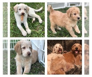 Labradoodle Dog Breeder near PLANT CITY, FL, USA