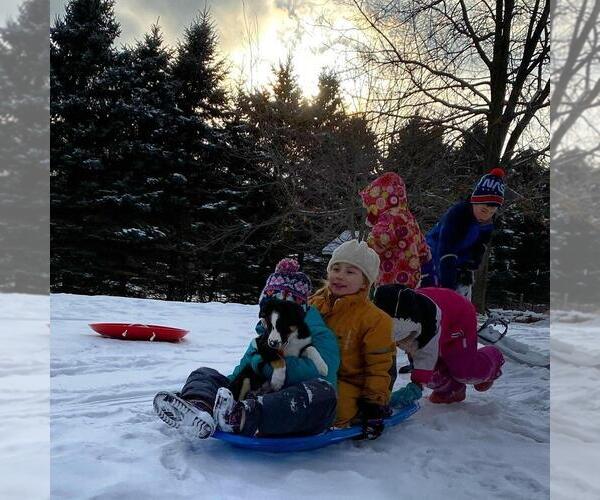 Medium Photo #48  Breeder Profile in PARIS, MI, USA