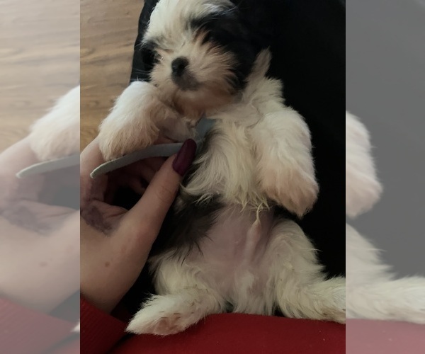 Medium Photo #12  Breeder Profile in HARRISBURG, PA, USA
