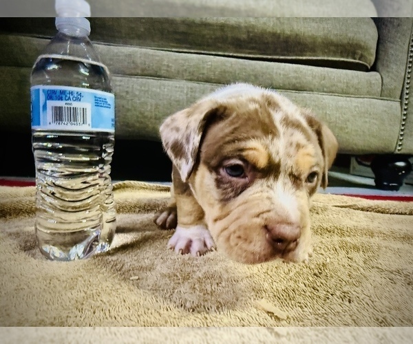 Medium Photo #20  Breeder Profile in GROVE CITY, MN, USA