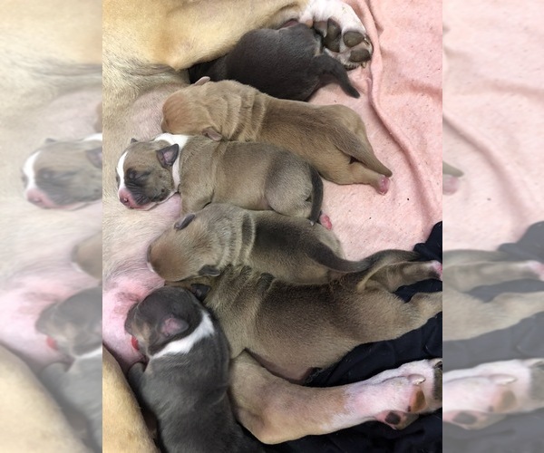 Medium Photo #1  Breeder Profile in TIFTON, GA, USA