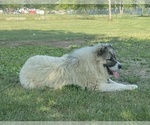 Small #4 Breeder Profile image