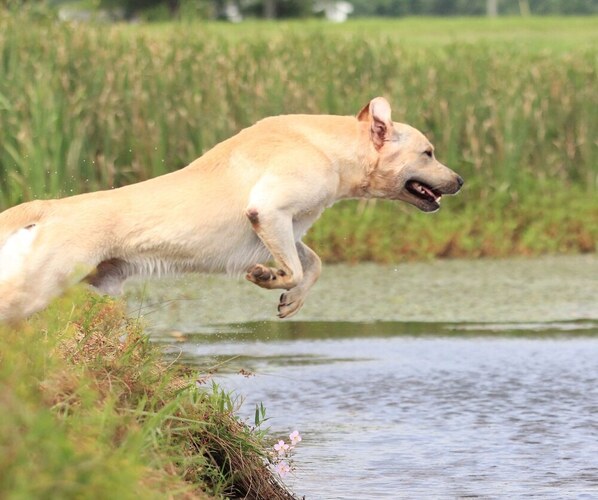 Medium Photo #1  Breeder Profile in DINWIDDIE, VA, USA