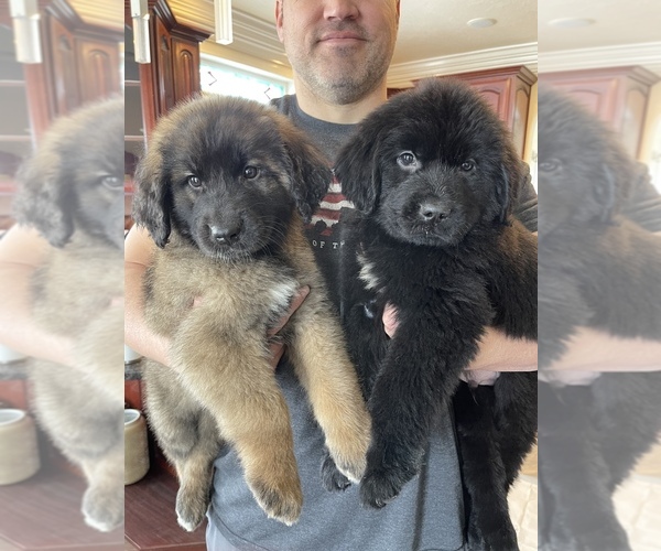 Medium Photo #1  Breeder Profile in TREMONTON, UT, USA