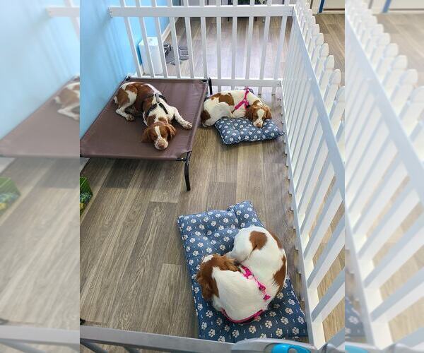Medium Photo #100  Breeder Profile in HORTENSE, GA, USA