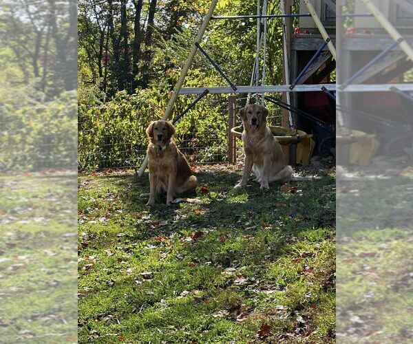 Medium Photo #1  Breeder Profile in LENOIR, NC, USA
