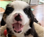 Small #1 Breeder Profile image