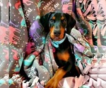 Small #43 Breeder Profile image