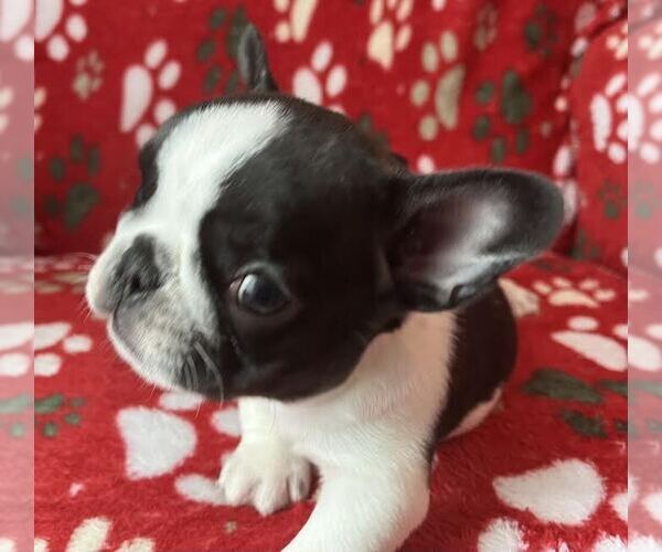 Medium Photo #15  Breeder Profile in AKRON, OH, USA