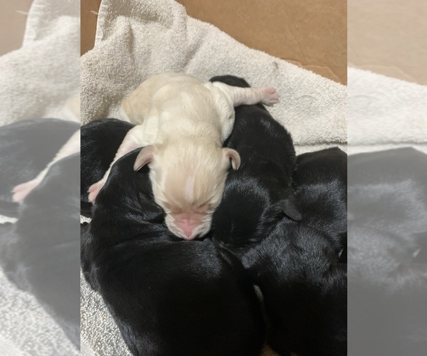 Medium Photo #34  Breeder Profile in LAKE GEORGE, NY, USA