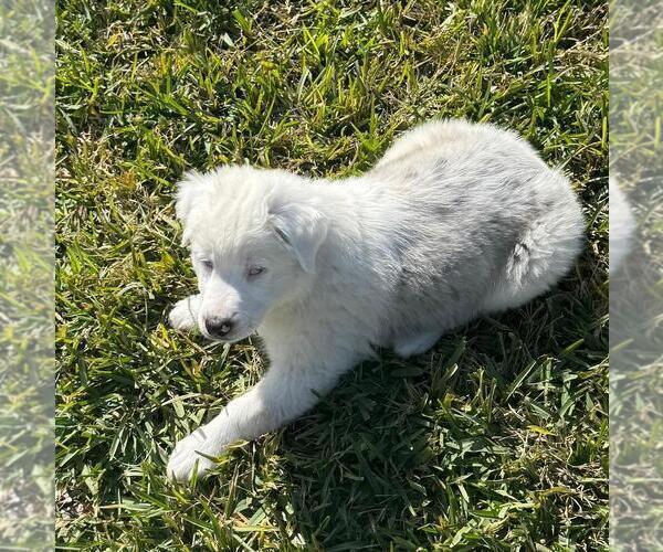 Medium Photo #17  Breeder Profile in CLERMONT, FL, USA