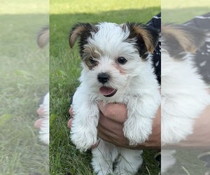 Yorkshire Terrier Dog Breeder near DYCKESVILLE, WI, USA