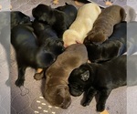 Small #26 Breeder Profile image