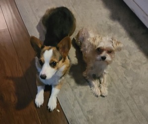 Morkie-Pembroke Welsh Corgi Mix Dog Breeder near ARLINGTON, TX, USA
