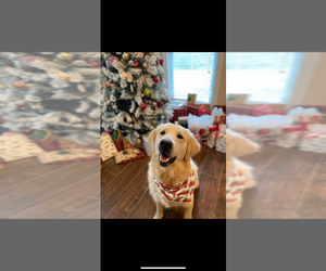Golden Retriever Dog Breeder near EASTMAN, GA, USA