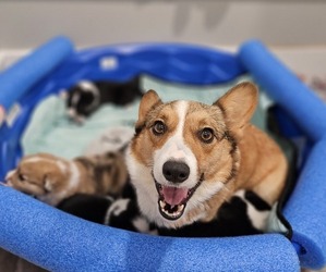 Medium Breeder Profile Photo