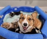 Small breeder photo