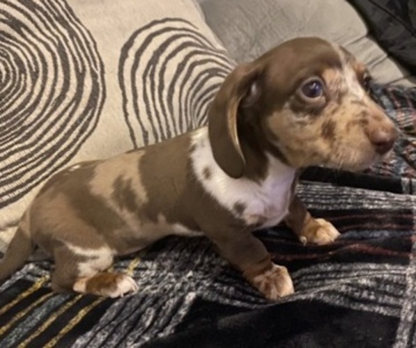 Medium Photo #1  Breeder Profile in Akhalgori, Mtskheta-Mtianeti, Georgia